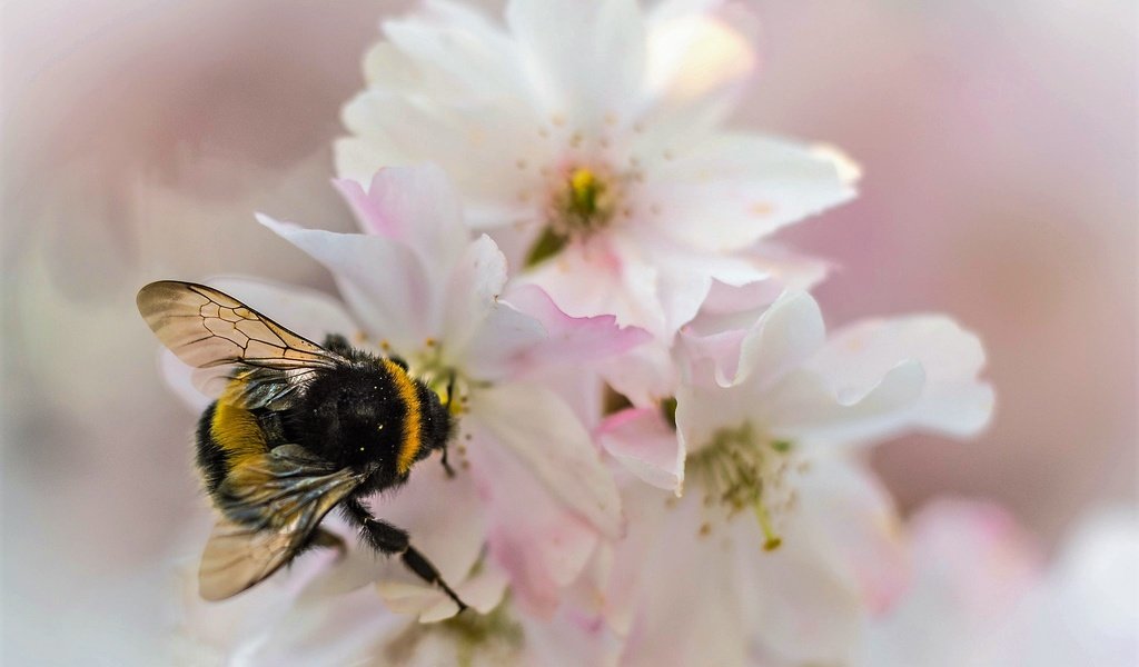 Обои природа, насекомое, цветок, лепестки, сад, шмель, nature, insect, flower, petals, garden, bumblebee разрешение 2048x1365 Загрузить