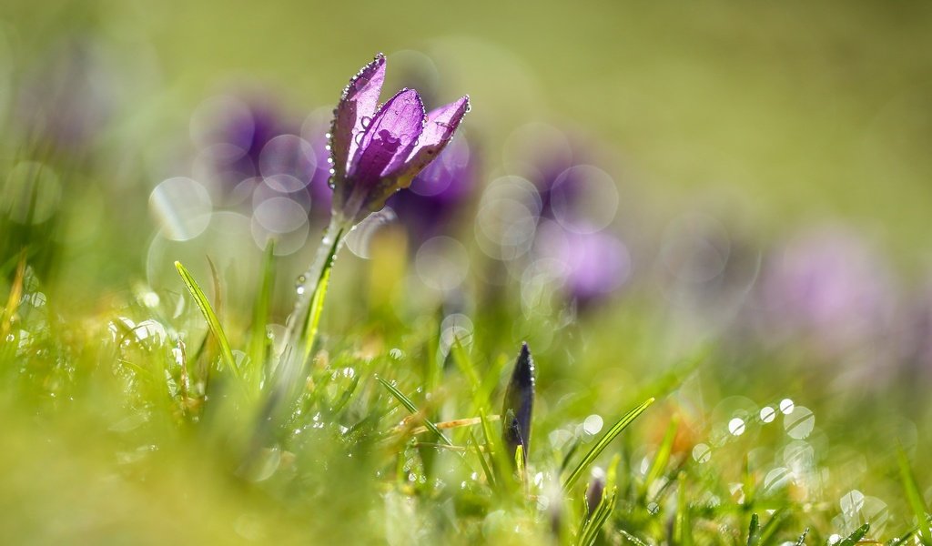 Обои цветы, трава, цветок, блики, весна, крокусы, крокус, боке, flowers, grass, flower, glare, spring, crocuses, krokus, bokeh разрешение 2048x1366 Загрузить