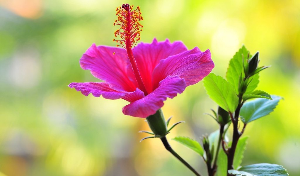 Обои макро, фон, цветок, гибискус, nick zadeh, macro, background, flower, hibiscus разрешение 2048x1362 Загрузить