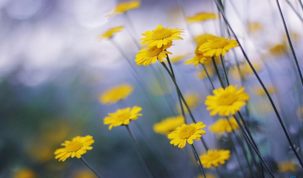 Обои цветы, ромашка, желтые, маргаритка, flowers, daisy, yellow разрешение 2560x1600 Загрузить
