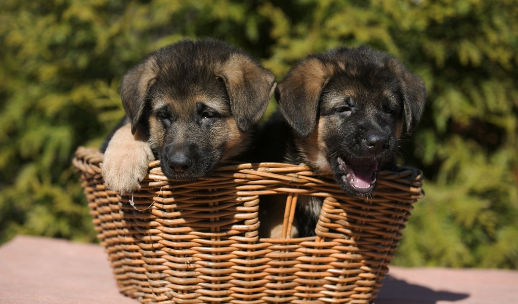 Обои природа, корзина, щенки, собаки, немецкая овчарка, овчарка, nature, basket, puppies, dogs, german shepherd, shepherd разрешение 2400x1519 Загрузить