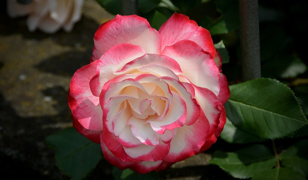 Обои цветок, роза, боке, flower, rose, bokeh разрешение 6000x4000 Загрузить