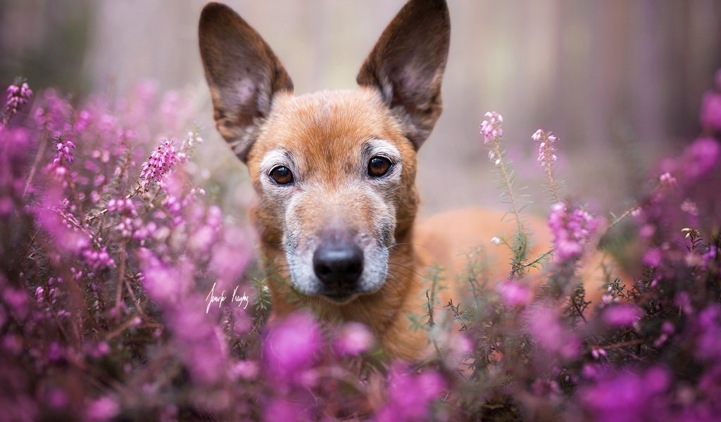 Обои цветы, взгляд, собака, друг, flowers, look, dog, each разрешение 2048x1365 Загрузить