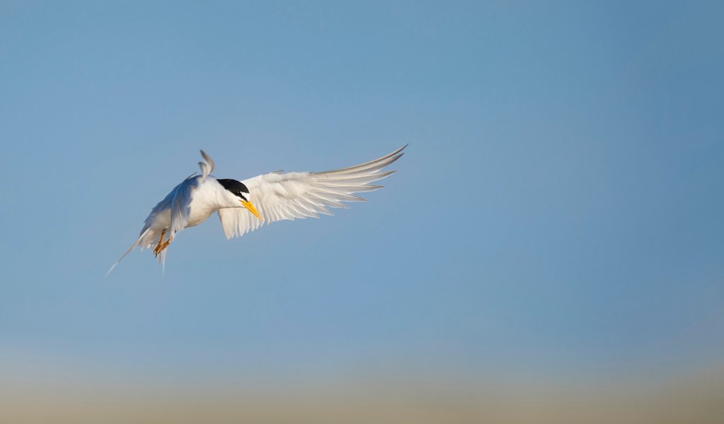 Обои небо, полет, птица, животное, ray hennessy, the sky, flight, bird, animal разрешение 3437x2287 Загрузить