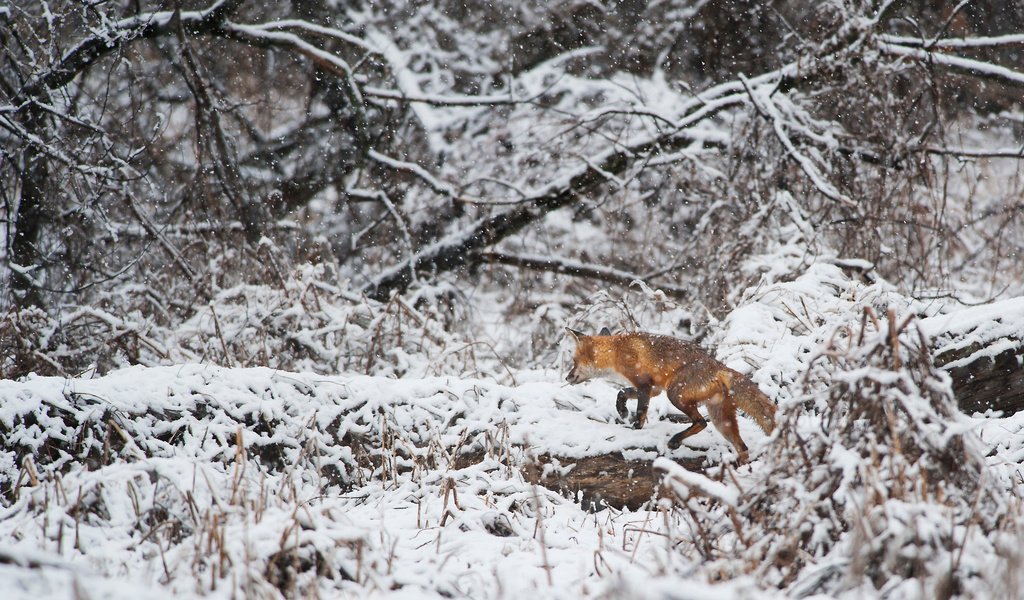 Обои деревья, снег, зима, лиса, лисица, животное, ray hennessy, trees, snow, winter, fox, animal разрешение 3415x2272 Загрузить