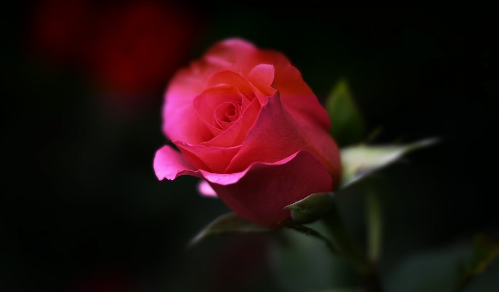 Обои макро, цветок, роза, бутон, macro, flower, rose, bud разрешение 3840x2160 Загрузить