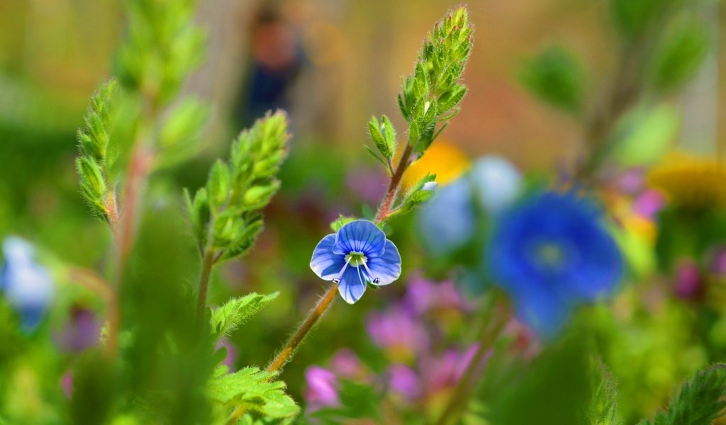 Обои цветок, лепестки, голубой, стебли, боке, вероника, flower, petals, blue, stems, bokeh, veronica разрешение 3000x1901 Загрузить