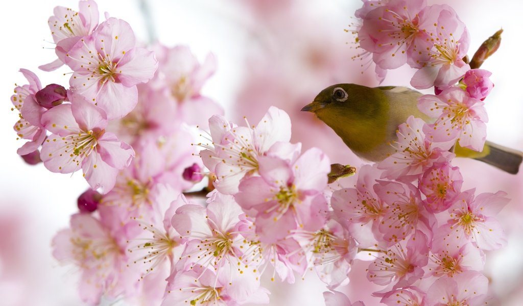 Обои цветение, птица, весна, белоглазка, flowering, bird, spring, white-eyed разрешение 2500x1667 Загрузить