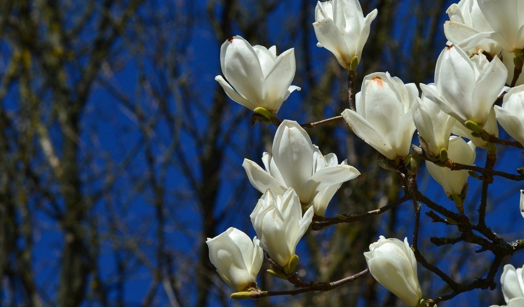 Обои цветы, цветение, ветки, весна, магнолия, flowers, flowering, branches, spring, magnolia разрешение 2048x1365 Загрузить