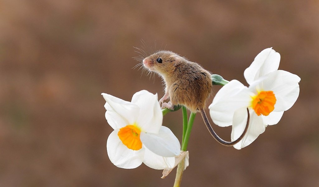 Обои фон, цветок, мышь, нарцисс, мышка, грызун, harvest mouse, мышь-малютка, background, flower, mouse, narcissus, rodent, the mouse is tiny разрешение 1920x1226 Загрузить