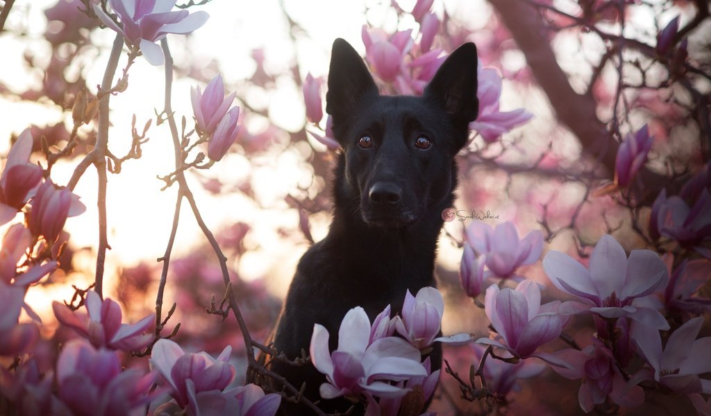 Обои цветы, природа, собака, друг, черная, немецкая овчарка, магнолия, flowers, nature, dog, each, black, german shepherd, magnolia разрешение 2048x1367 Загрузить