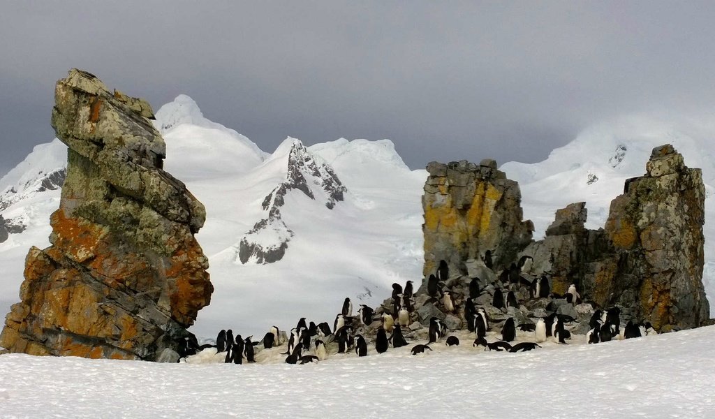 Обои скалы, антарктида, пингвины, rocks, antarctica, penguins разрешение 1920x1080 Загрузить