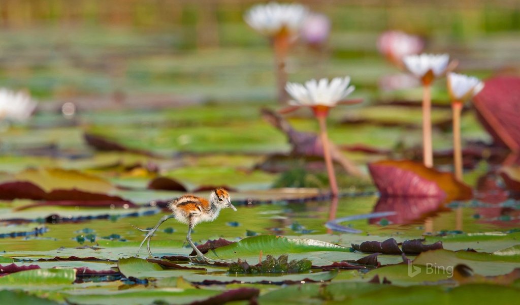 Обои листья, водоем, птица, кувшинки, африканская якана, leaves, pond, bird, water lilies, african jacana разрешение 1920x1200 Загрузить