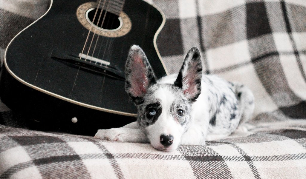 Обои гитара, собака, щенок, бордер-колли, guitar, dog, puppy, the border collie разрешение 3893x2595 Загрузить
