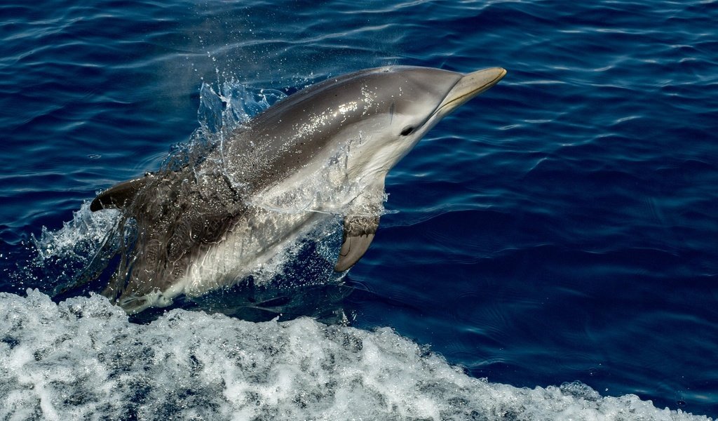 Обои вода, брызги, животное, дельфин, water, squirt, animal, dolphin разрешение 2048x1365 Загрузить