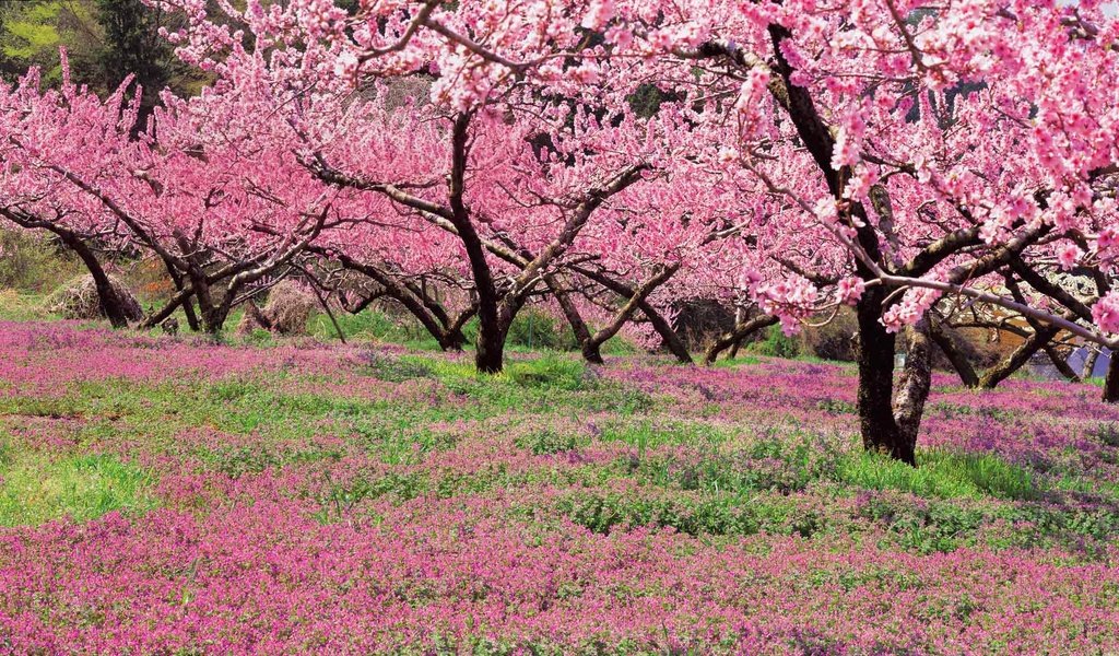 Обои цветение, япония, сад, весна, персик, flowering, japan, garden, spring, peach разрешение 1920x1080 Загрузить