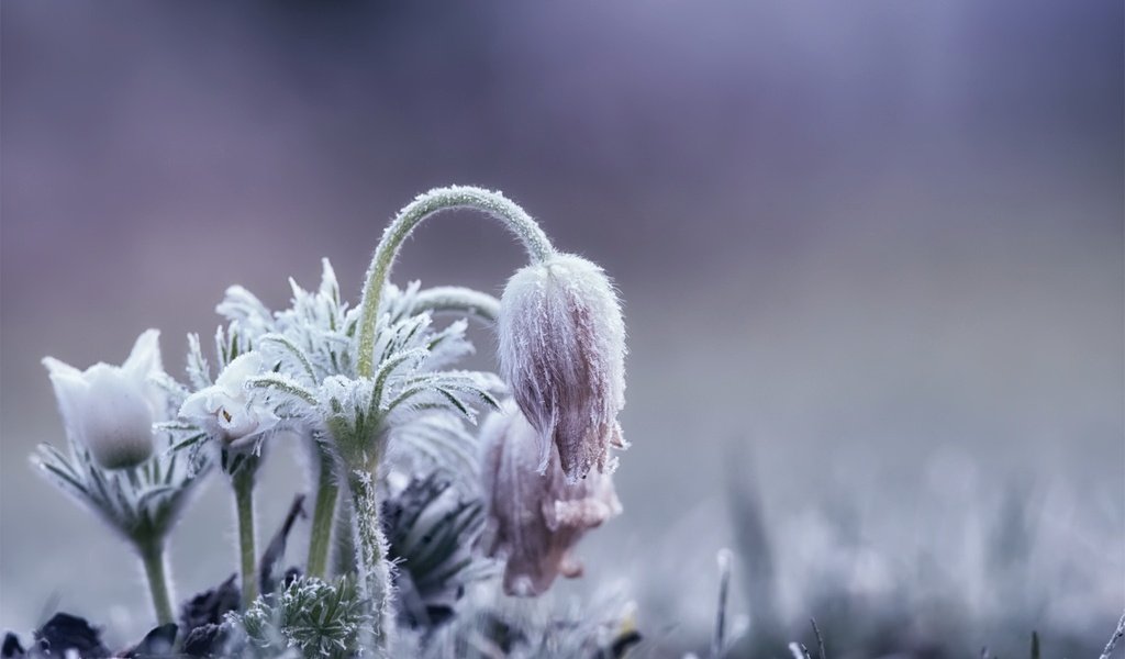 Обои цветы, природа, фон, весна, сон-трава, прострел, flowers, nature, background, spring, sleep-grass, cross разрешение 2048x1243 Загрузить