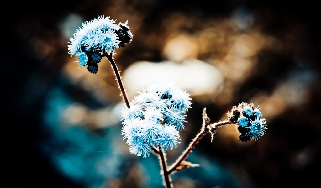 Обои трава, природа, макро, иней, растение, grass, nature, macro, frost, plant разрешение 1920x1093 Загрузить