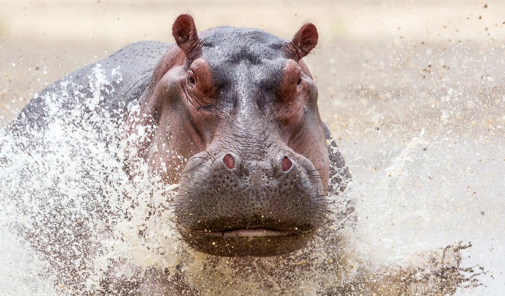 Обои вода, брызги, животное, бегемот, water, squirt, animal, hippo разрешение 2000x1352 Загрузить