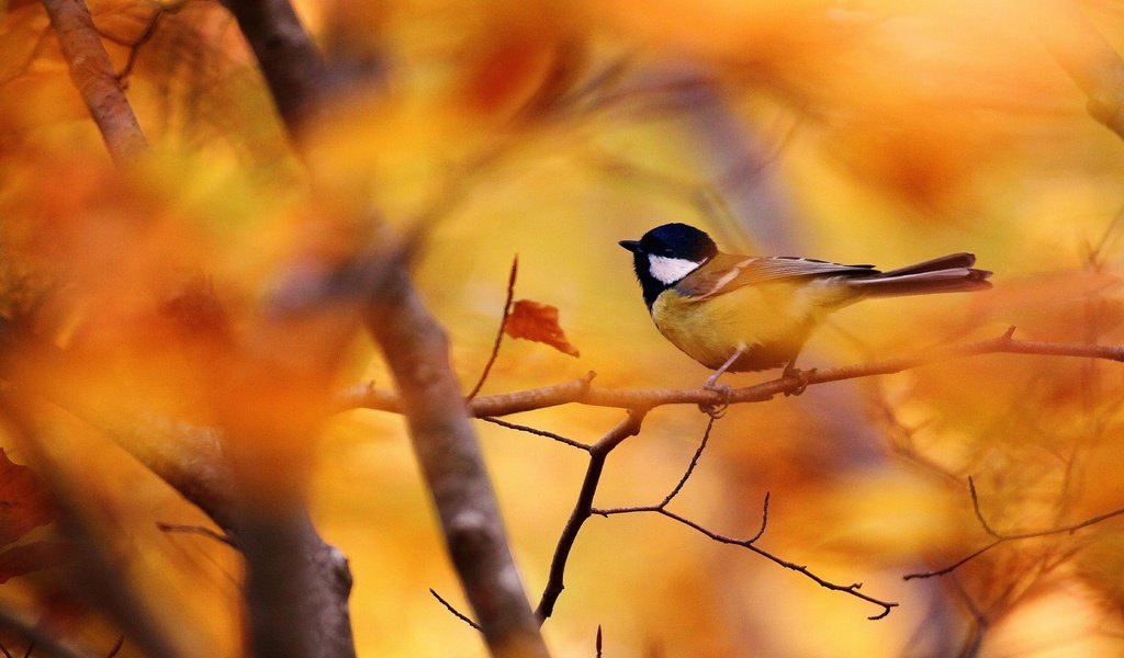 Обои ветки, листва, осень, птица, синица, branches, foliage, autumn, bird, tit разрешение 4752x2996 Загрузить