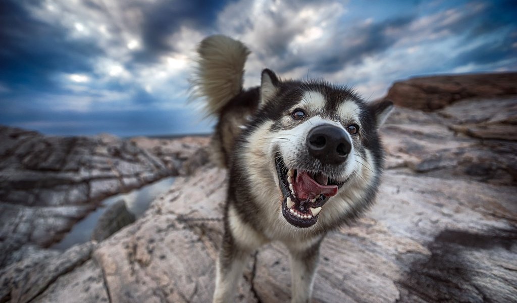 Обои морда, природа, собака, хаски, язык, хвост, face, nature, dog, husky, language, tail разрешение 2800x1690 Загрузить