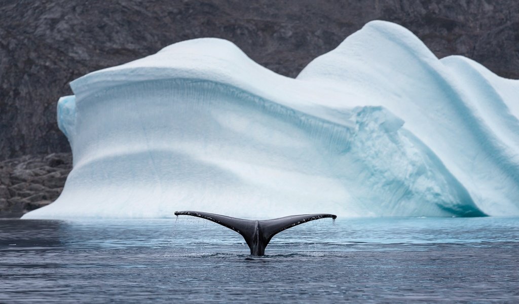 Обои природа, море, животные, айсберг, хвост, кит, арктика, nature, sea, animals, iceberg, tail, kit, arctic разрешение 2048x1208 Загрузить