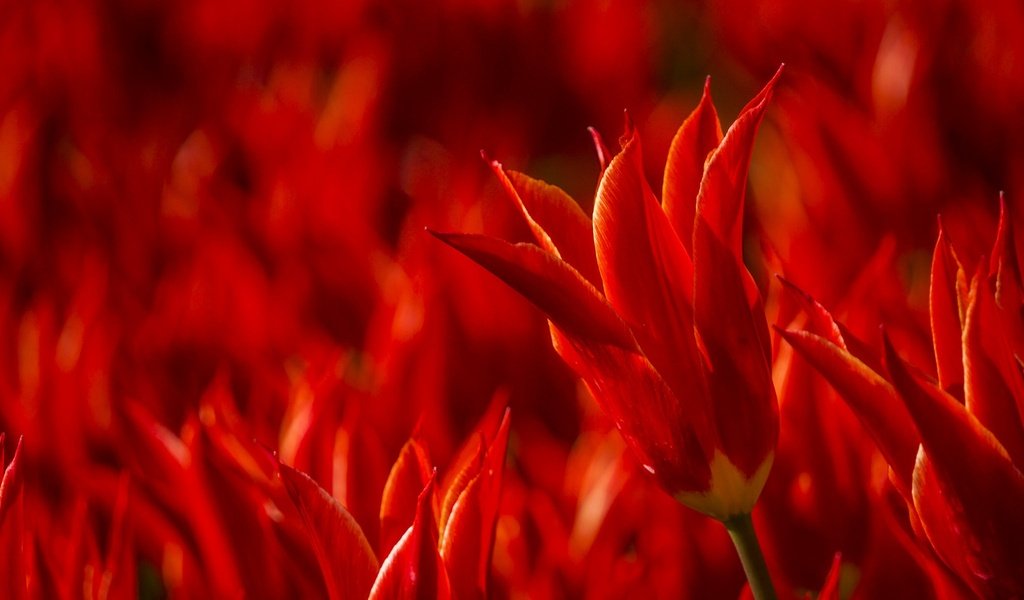 Обои цветы, бутоны, красные, весна, тюльпаны, flowers, buds, red, spring, tulips разрешение 2048x1361 Загрузить