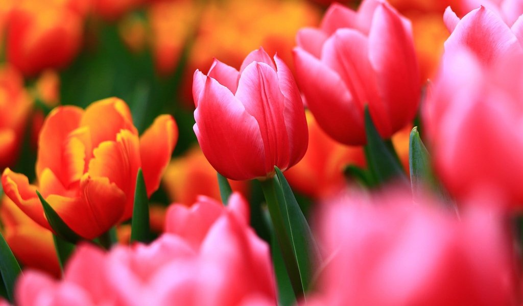 Обои цветы, бутоны, макро, размытость, весна, тюльпаны, flowers, buds, macro, blur, spring, tulips разрешение 2048x1365 Загрузить