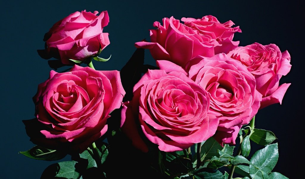 Обои цветы, бутоны, розы, букет, flowers, buds, roses, bouquet разрешение 2048x1318 Загрузить