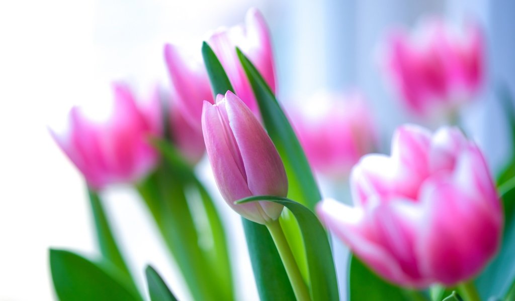 Обои цветение, бутоны, лепестки, весна, тюльпаны, розовые, flowering, buds, petals, spring, tulips, pink разрешение 2048x1365 Загрузить