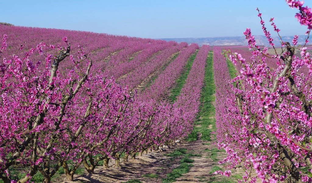 Обои цветение, сад, весна, испания, абрикосы, flowering, garden, spring, spain, apricots разрешение 2048x1229 Загрузить