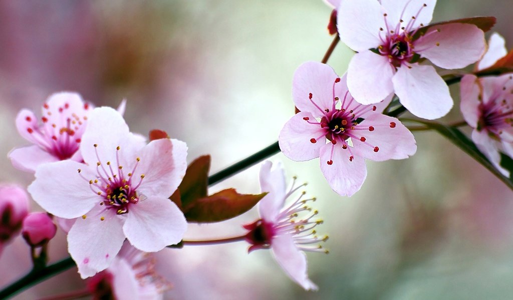 Обои цветение, сад, весна, вишня, flowering, garden, spring, cherry разрешение 1920x1080 Загрузить