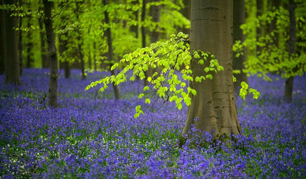 Обои цветы, деревья, лес, весна, колокольчики, бельгия, flowers, trees, forest, spring, bells, belgium разрешение 2048x1212 Загрузить