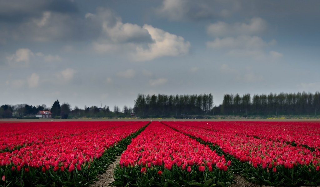 Обои небо, цветы, деревья, поле, горизонт, тюльпаны, the sky, flowers, trees, field, horizon, tulips разрешение 2667x1440 Загрузить