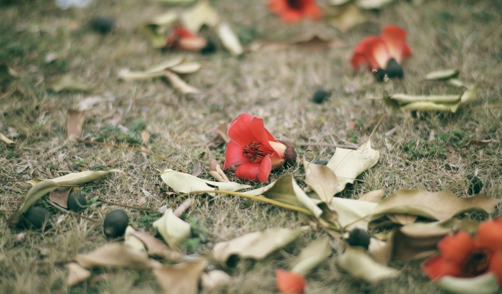 Обои цветы, трава, листья, лепестки, красные, flowers, grass, leaves, petals, red разрешение 2048x1365 Загрузить