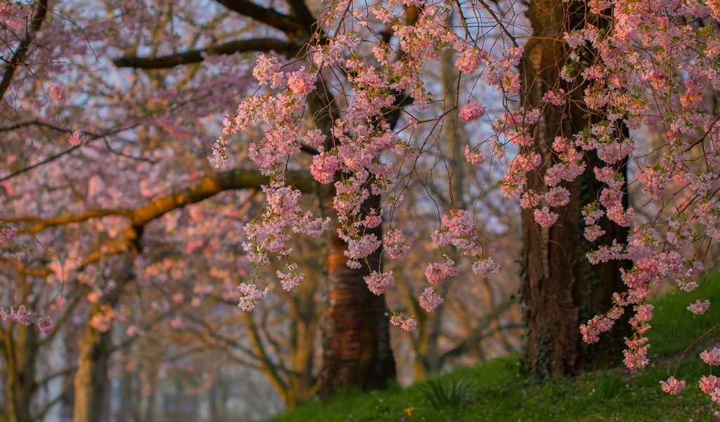 Обои деревья, цветение, ветки, весна, сакура, trees, flowering, branches, spring, sakura разрешение 3600x2473 Загрузить