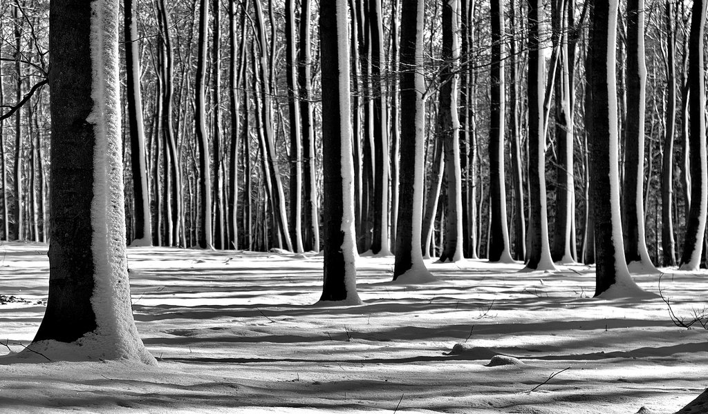 Обои деревья, снег, лес, зима, чёрно-белое, trees, snow, forest, winter, black and white разрешение 2560x1696 Загрузить