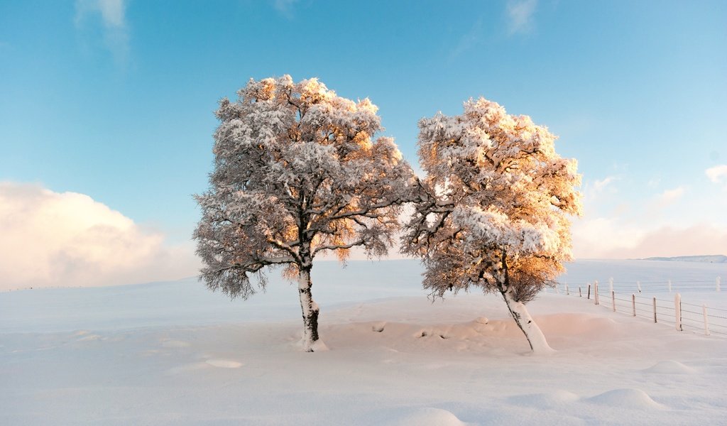 Обои небо, деревья, снег, зима, утро, мороз, the sky, trees, snow, winter, morning, frost разрешение 2500x1674 Загрузить