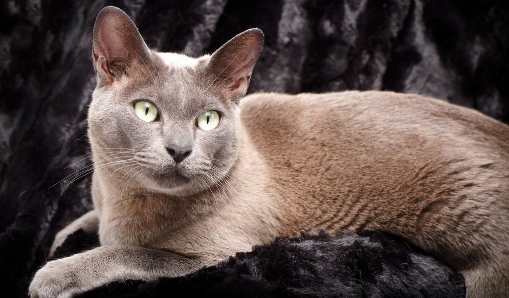Обои глаза, фон, кот, усы, кошка, голубая, бурманская, eyes, background, cat, mustache, blue, burmese разрешение 2048x1359 Загрузить