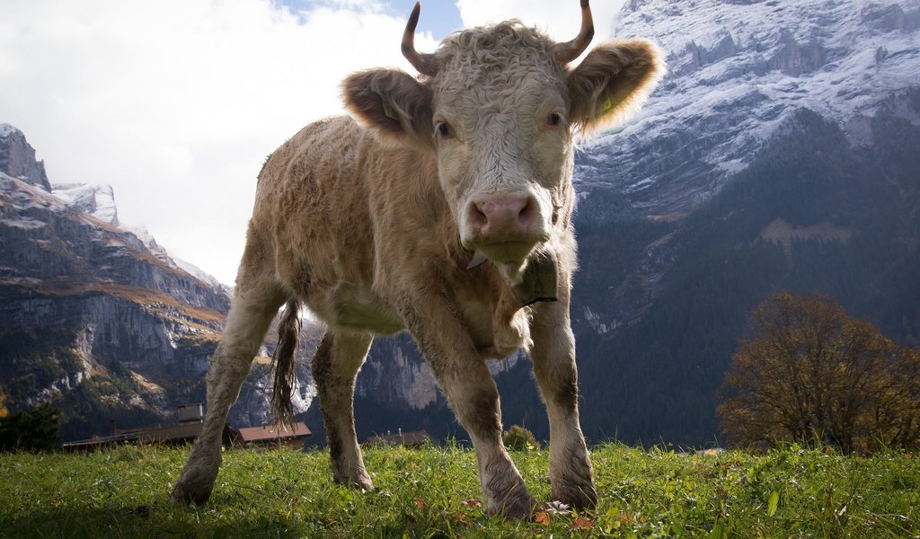 Обои горы, природа, рога, корова, копыта, бык, телёнок, бычок, mountains, nature, horns, cow, hooves, bull, calf разрешение 2048x1367 Загрузить