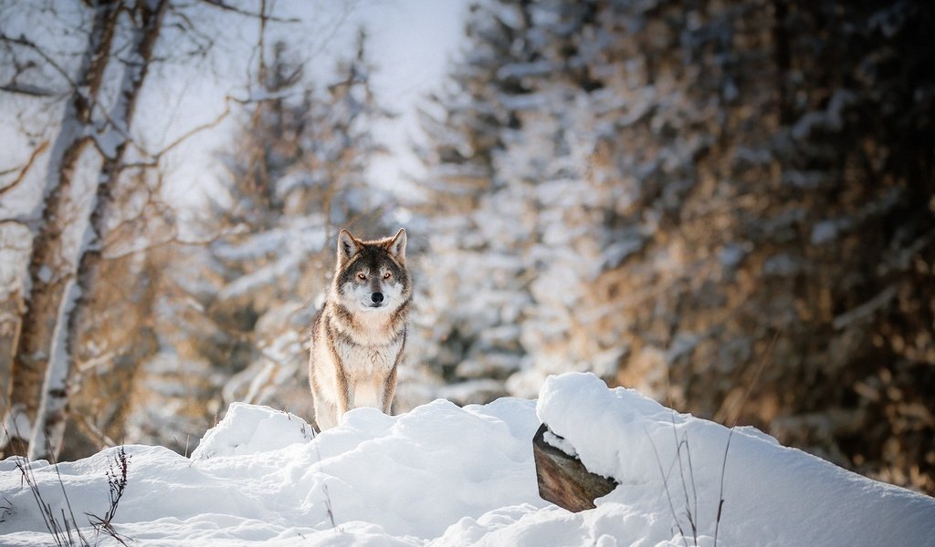 Обои лес, зима, взгляд, хищник, животное, волк, forest, winter, look, predator, animal, wolf разрешение 2200x1261 Загрузить