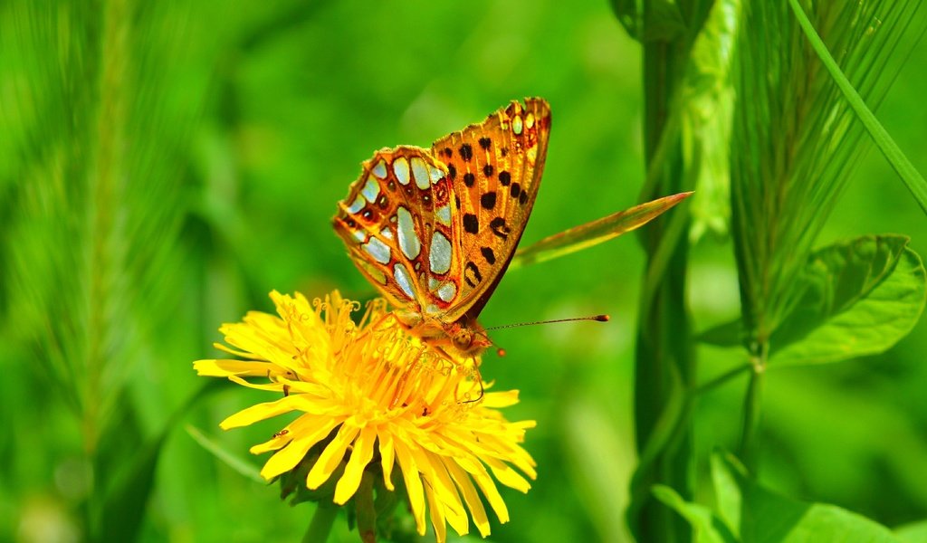 Обои желтый, макро, насекомое, цветок, бабочка, одуванчик, yellow, macro, insect, flower, butterfly, dandelion разрешение 3000x1847 Загрузить