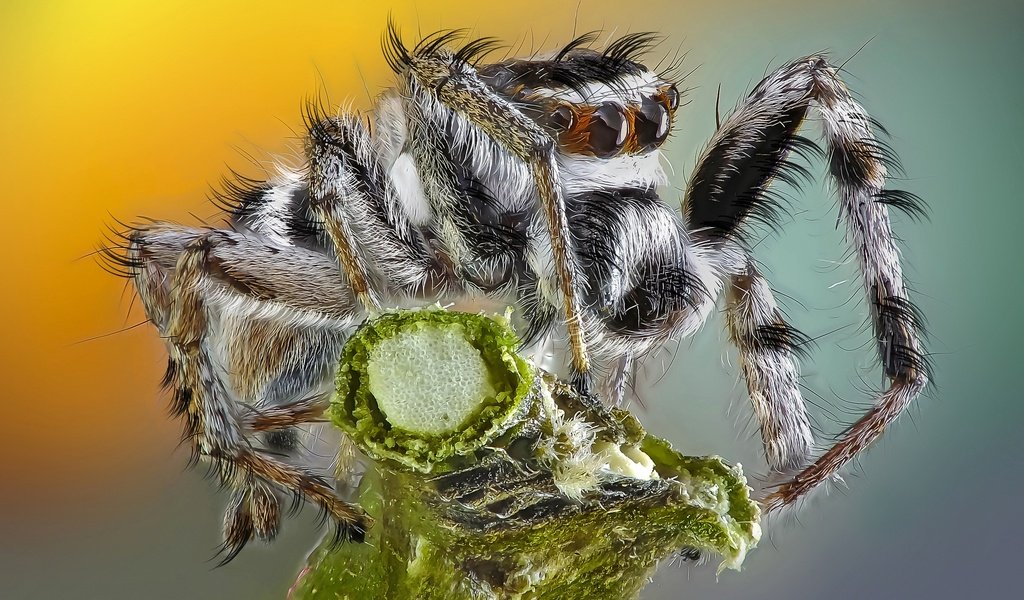 Обои глаза, макро, насекомое, фон, паук, травинка, паук-скакунчик, джампер, eyes, macro, insect, background, spider, a blade of grass, spider-skakuny, jumper разрешение 2048x1455 Загрузить