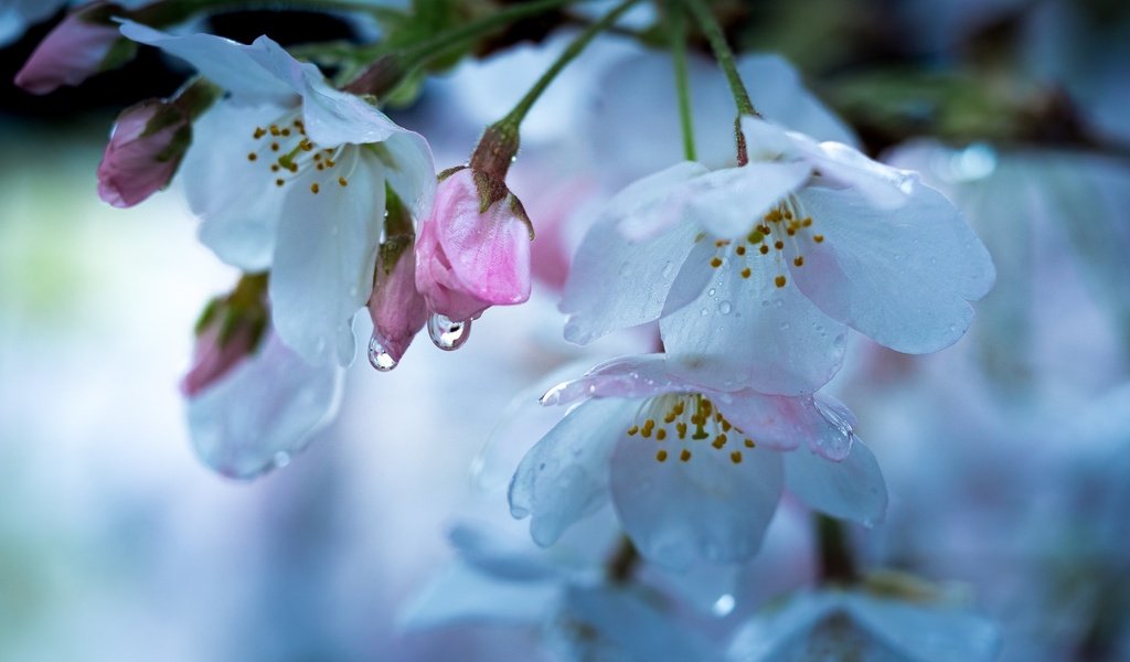 Обои цветение, макро, капли, весна, вишня, flowering, macro, drops, spring, cherry разрешение 2048x1280 Загрузить