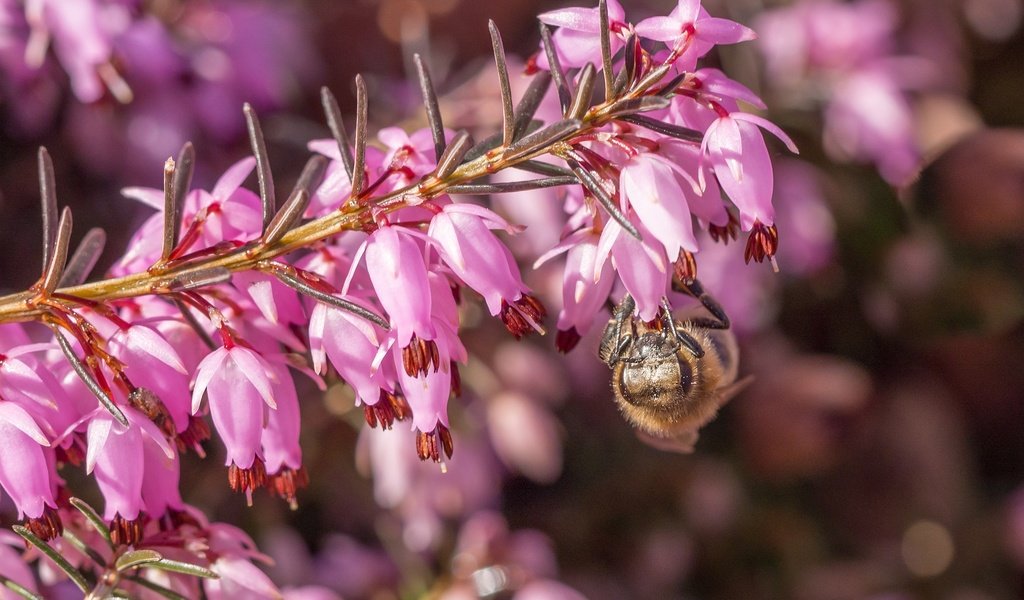 Обои цветы, макро, насекомое, пчела, вереск, flowers, macro, insect, bee, heather разрешение 2048x1378 Загрузить