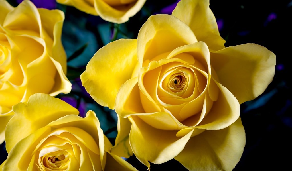 Обои цветы, макро, розы, лепестки, желтые, flowers, macro, roses, petals, yellow разрешение 3000x2000 Загрузить