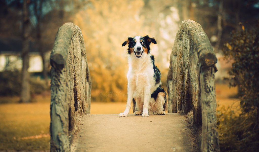 Обои мост, собака, друг, австралийская овчарка, bridge, dog, each, australian shepherd разрешение 2560x1556 Загрузить