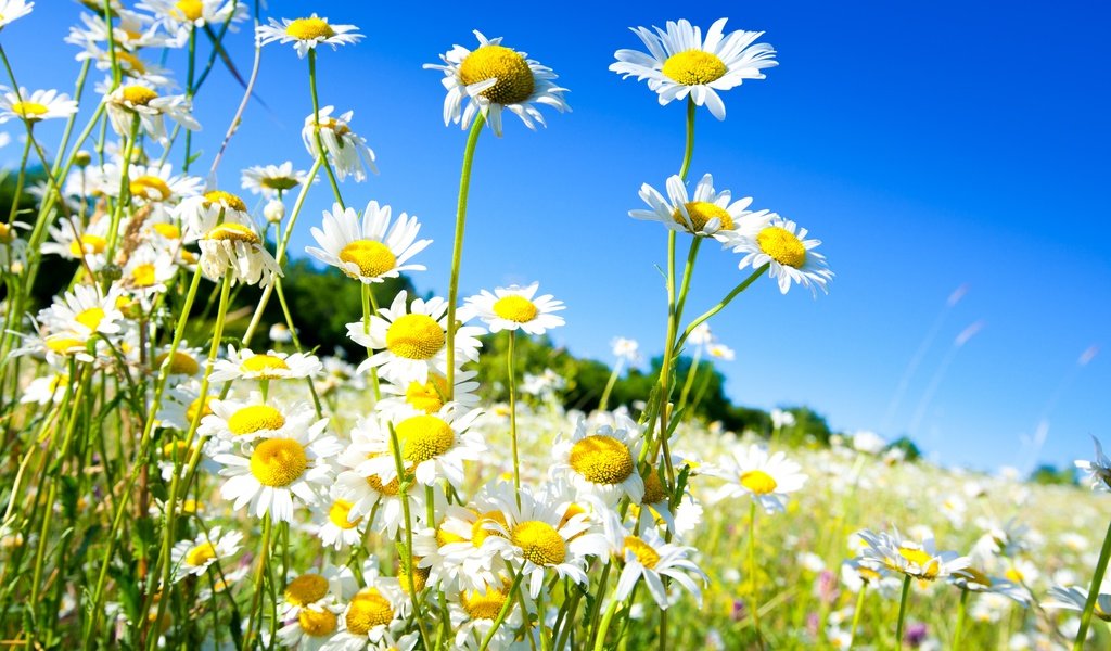 Обои небо, цветы, солнце, поле, весна, ромашки, the sky, flowers, the sun, field, spring, chamomile разрешение 5018x3345 Загрузить