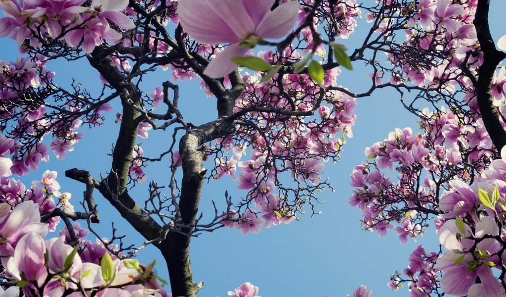 Обои небо, дерево, цветение, весна, магнолия, the sky, tree, flowering, spring, magnolia разрешение 2048x1366 Загрузить