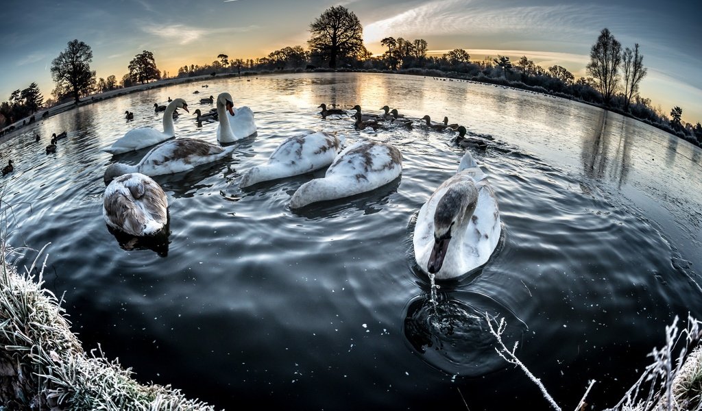 Обои озеро, зима, птицы, лебеди, lake, winter, birds, swans разрешение 2047x1277 Загрузить